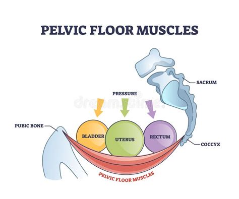 Illustrazione anatomica del pavimento pelvico femminile