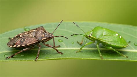 Diverse specie di cimici che attaccano le colture