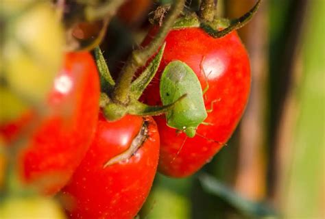 Pomodoro danneggiato da punture di cimice