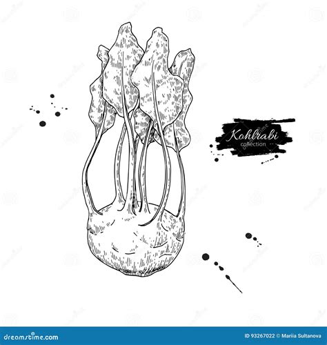 Illustrazione botanica del cavolo rapa