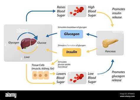 Schema del ciclo dell'insulina e del glucosio