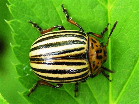 Dorifora della patata su foglia di melanzana