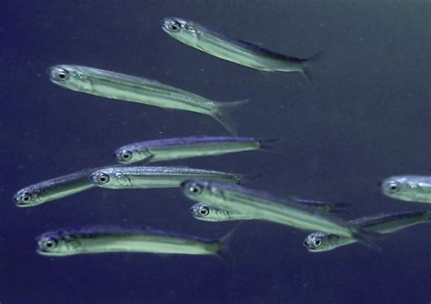 Illustrazione scientifica di Engraulis encrasicolus