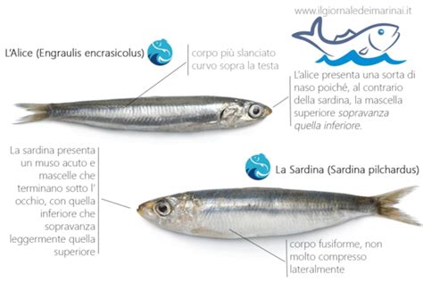 Diagramma che illustra le differenze morfologiche tra alice e sarda