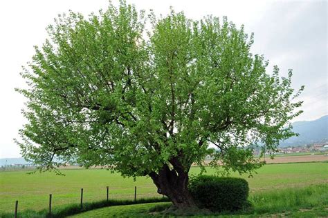 Albero di gelso con molte infiorescenze