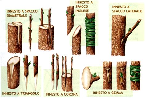 Schema di innesto a spacco su un ramo di albero