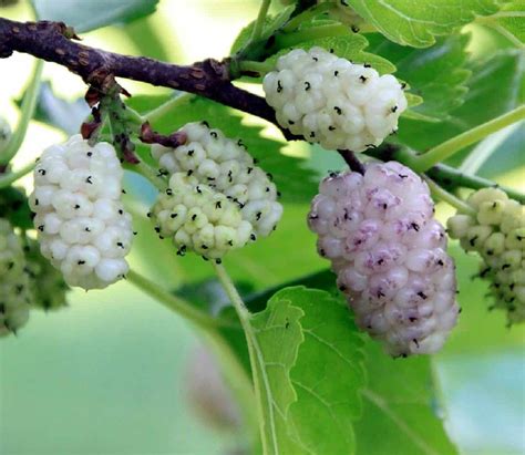 Frutti di gelso nero e bianco a confronto