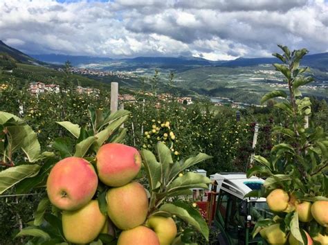 Un campo di mele in una giornata di sole, simbolo di agricoltura biologica