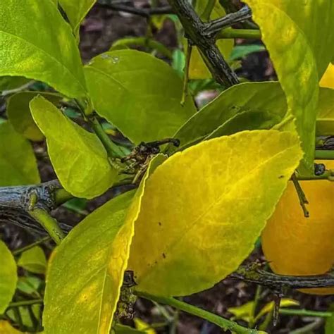 Foglia di limone con nervature verdi e lamina gialla, tipica della clorosi ferrica