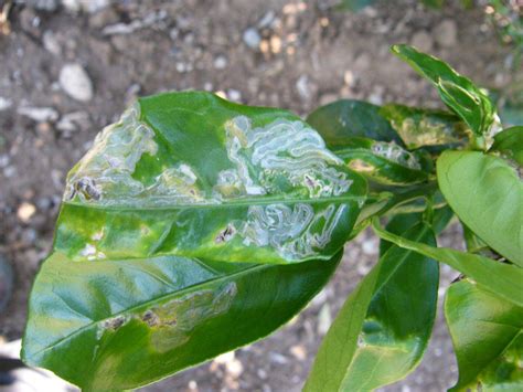 Foglia di limone con le tipiche gallerie della minatrice serpentina