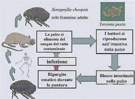 Illustrazione medievale raffigurante i sintomi della peste bubbonica