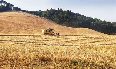 Coltivazione di legumi in un campo italiano