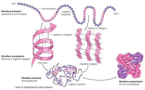 Struttura chimica delle proteine allergeniche della cipolla