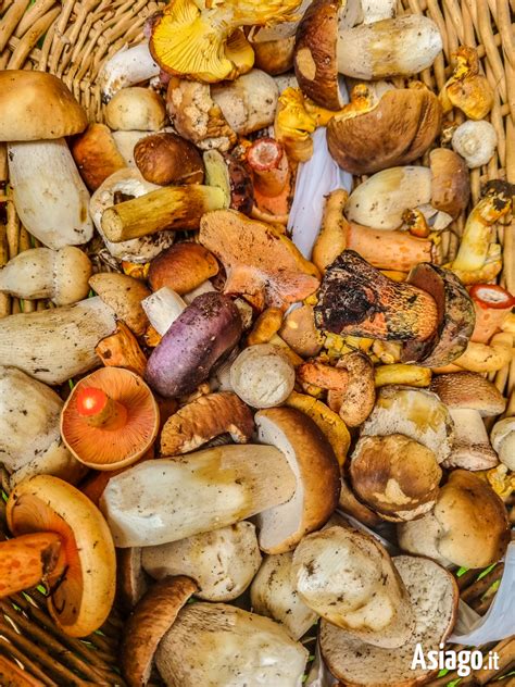 Funghi spinaroli freschi appena raccolti