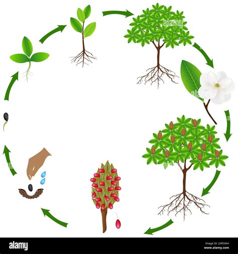 Diagramma del ciclo di vita della cozza