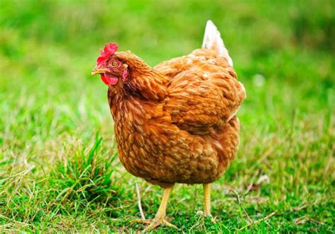 Pollo ruspante che razzola all'aperto