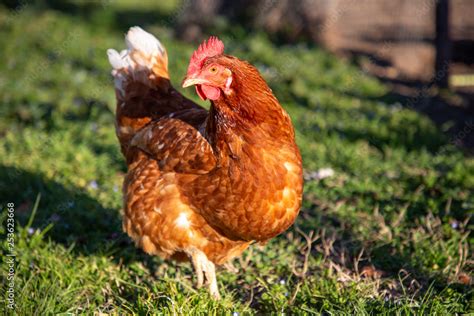 Gallina che razzola in un prato