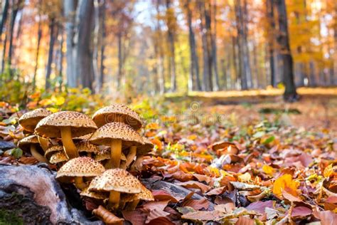Foresta con funghi
