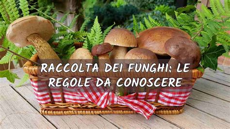 Patentino per la raccolta funghi
