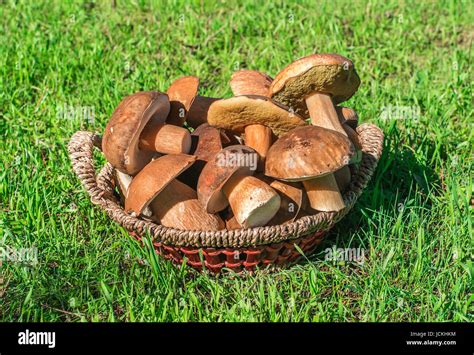 Funghi porcini in cesto