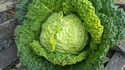 Cavolo verza fresco con foglie verdi increspate
