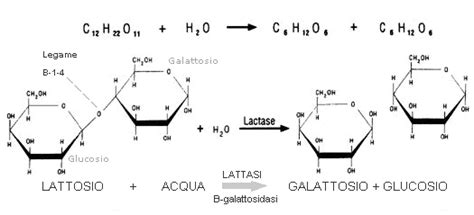 Diagramma che illustra la scissione del lattosio da parte della lattasi
