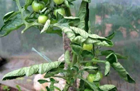 Foglie di pomodoro con maculatura batterica
