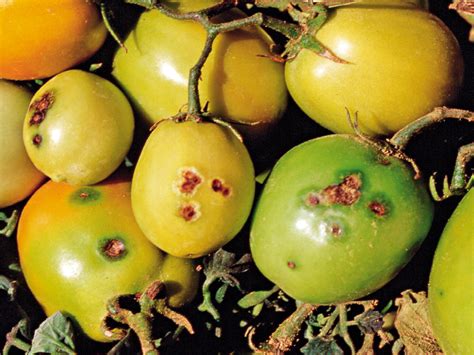 Pomodori con maculatura batterica sui frutti