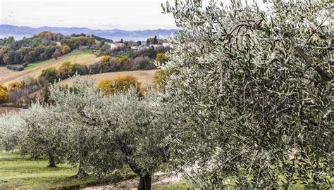 Campo di ulivi nella regione Marche