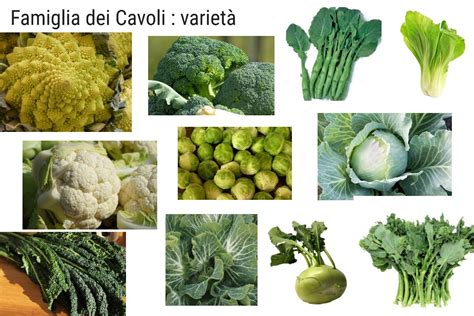 Diverse varietà di cavoli e broccoli