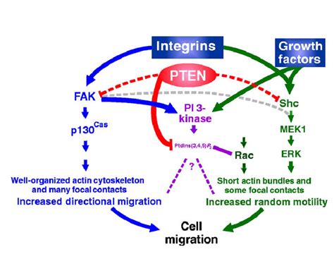 Schema dell'azione dell'I3C sul gene PTEN