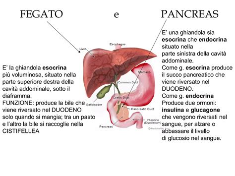 Diagramma che illustra il percorso della bile dal fegato all'intestino