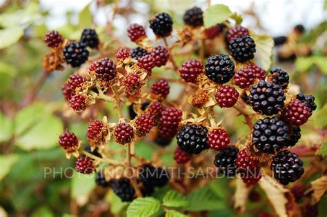 More selvatiche su un rovo