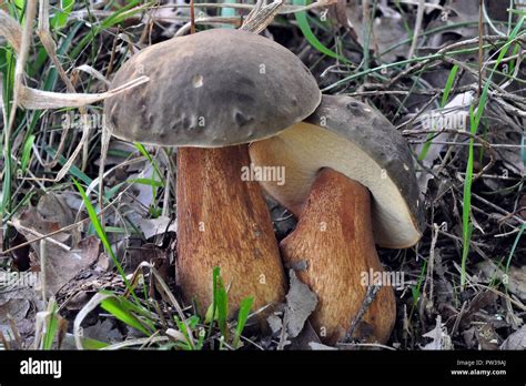 Bosco di querce con Boletus aereus