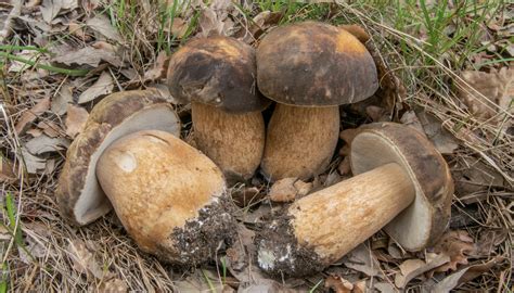 Primo piano del cappello di Boletus aereus con evidenti sfumature bronzee