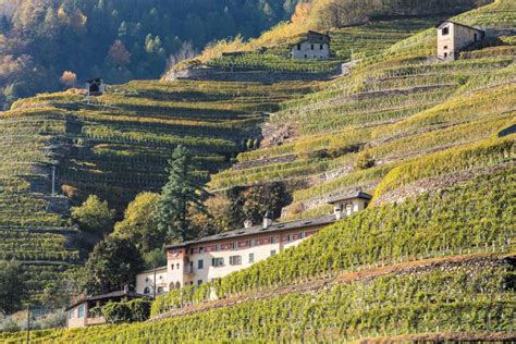 Panorama della Valtellina con terrazzamenti vitati e montagne sullo sfondo