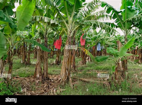Piantagione di banane