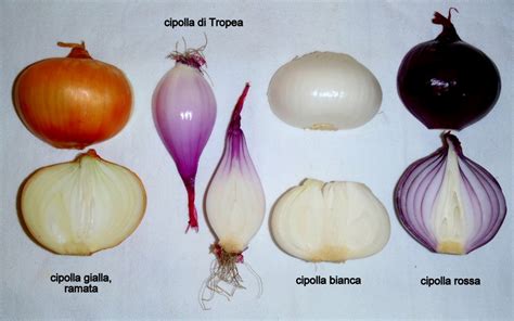 Diverse varietà di cipolle