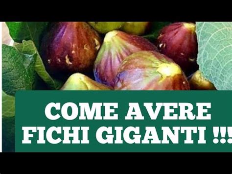Differenza tra fioroni e fichi forniti