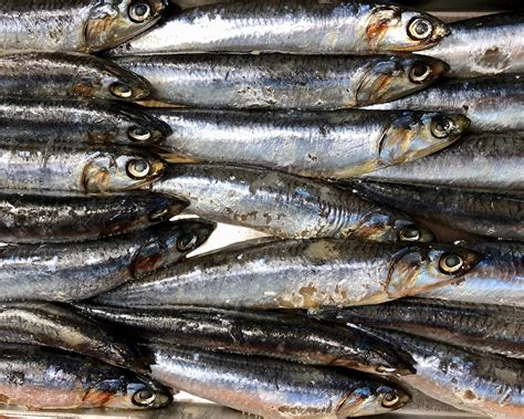 Mercato del pesce con alici fresche