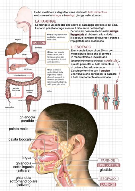 Schema della digestione degli oligosaccaridi nell'intestino