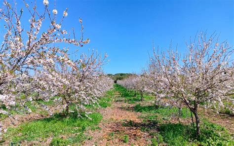 Piantine di mandorlo in vivaio
