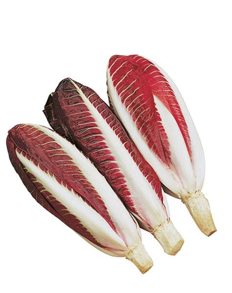 Immagine ravvicinata di un Radicchio di Treviso Tardivo