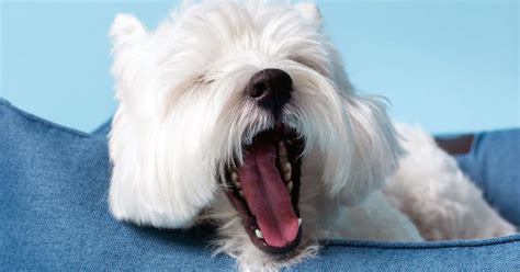 cane che mostra segnali di stress (leccarsi le labbra, sbadigliare)