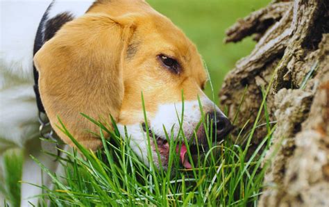 cane che mangia erba in un prato