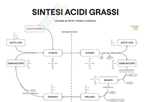 Diagramma che illustra la stabilità degli acidi grassi a diverse temperature
