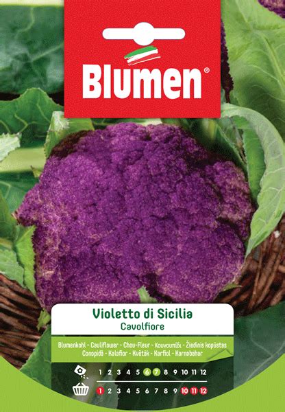 Cavolfiore violetto di Sicilia intero e tagliato