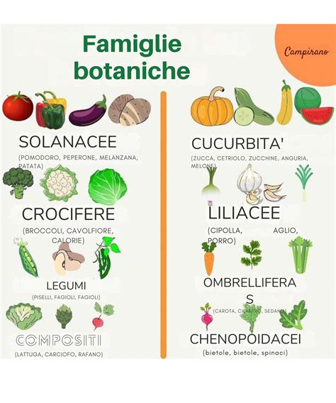 Immagine che mostra la varietà di ortaggi della famiglia delle solanacee: pomodori, peperoni, melanzane, patate
