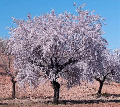 Albero di mandorlo in fiore