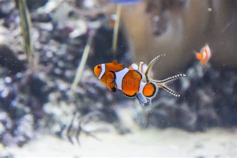 Immagine ravvicinata di un pesce pagliaccio che nuota tra gli anemoni